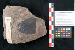 Foto (Objekt + Etikett) von Ficus wetteravica Ettingshausen (NHMW-GEO-2024-0188-7990)